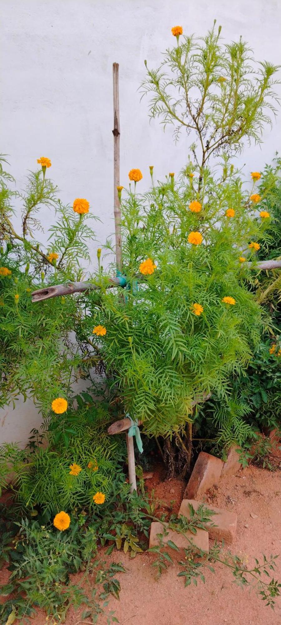 Laxmi Home Stay Ghura Exterior foto